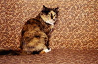 �C���[�W01